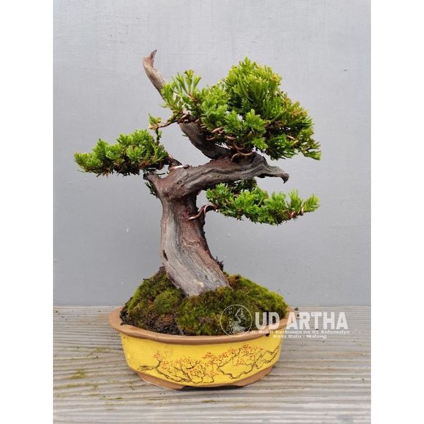 Bonsai Tanuki Cemara Sinensis - Siap menerima pesanan karena permintaan terlalu tinggi