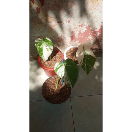 Monstera king variegata daun 1 up