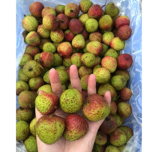 Leci Hijau / Leci Madu 1kg