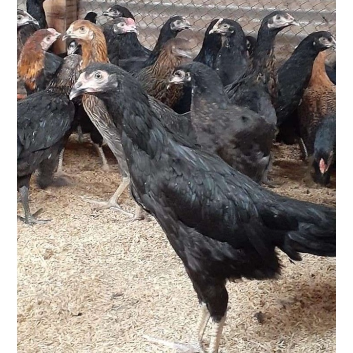Kampung ayam petelur super elba Ayam Elba