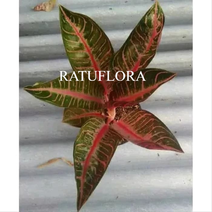 Tanaman Hias Aglonema Red Sumatera - Aglaonema red sumatera