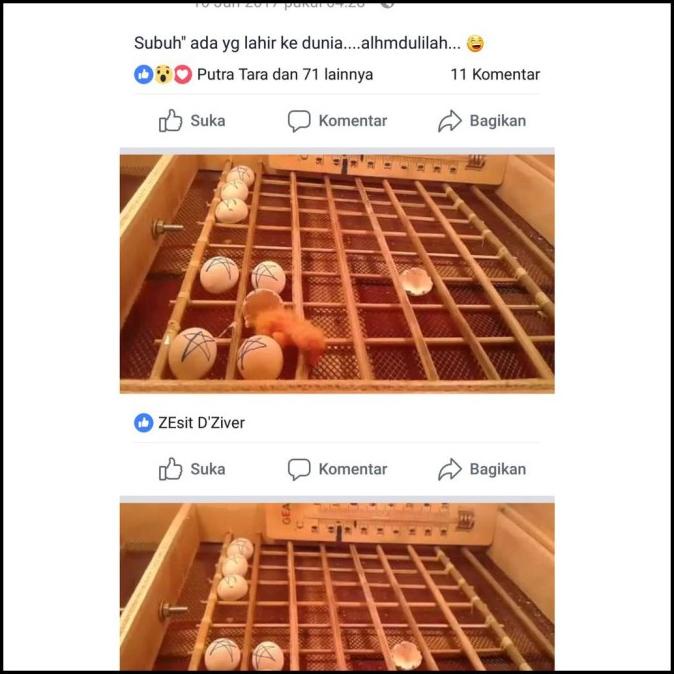 Mesin Penetas Telur Tetas Telur Otomatis Telur Ayam Dan Bebek