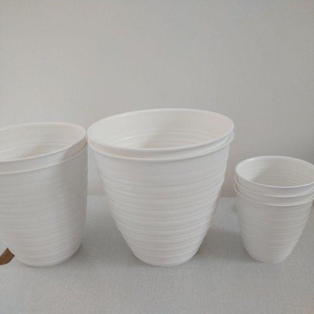 Pot Bunga Tanaman Tawon Putih Tinggi 24cm - Pirus Asli