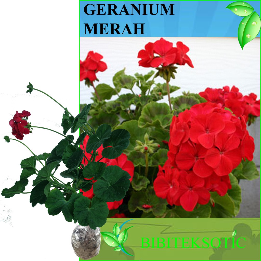 Tanaman Geranium Merah