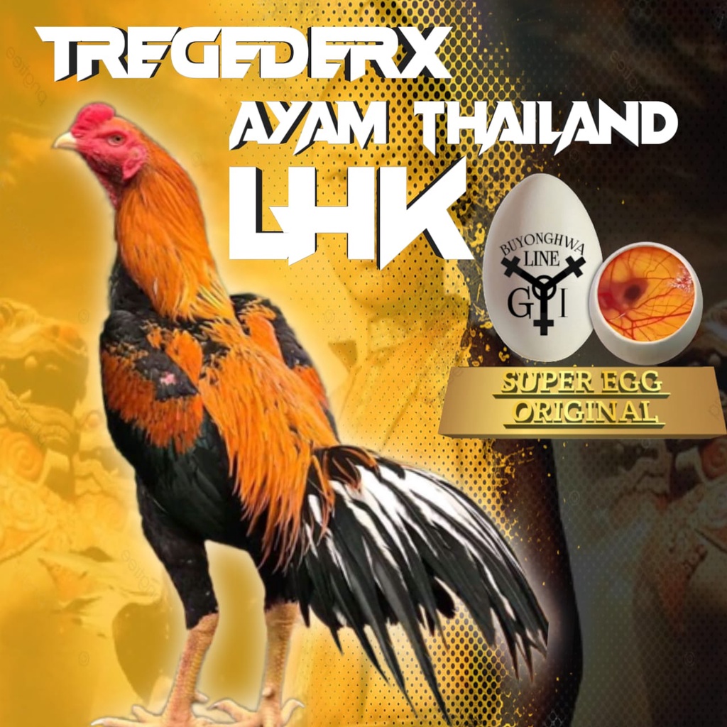 Ayam Bangkok Ekor Lidi Aduan asli Thailand LHK tregederx telur fertil siap tetas new generasi perbut