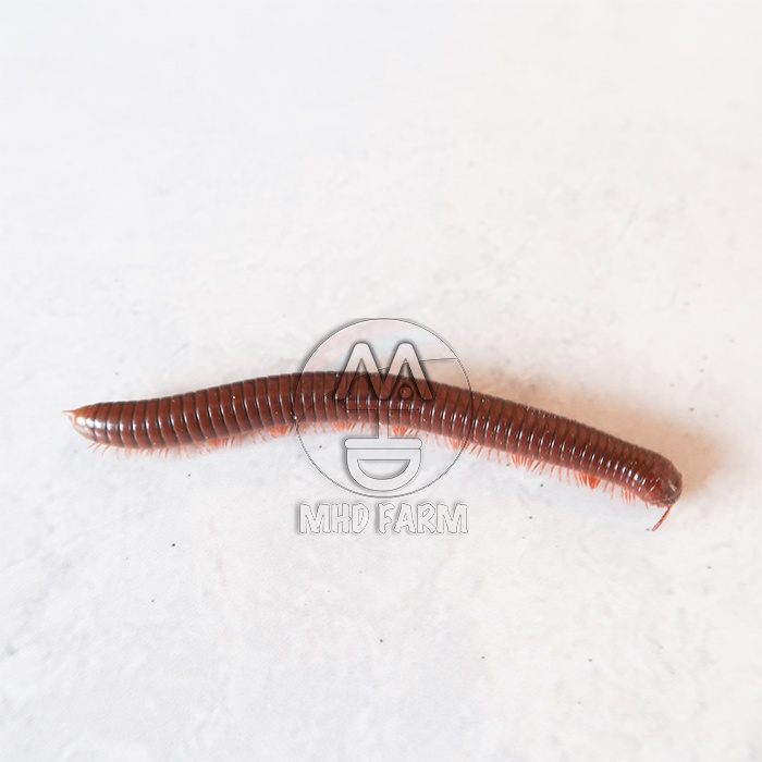 Ulat Kaki Seribu - Luwing - Kluwing - Milipede Hidup | Asli dari Alam