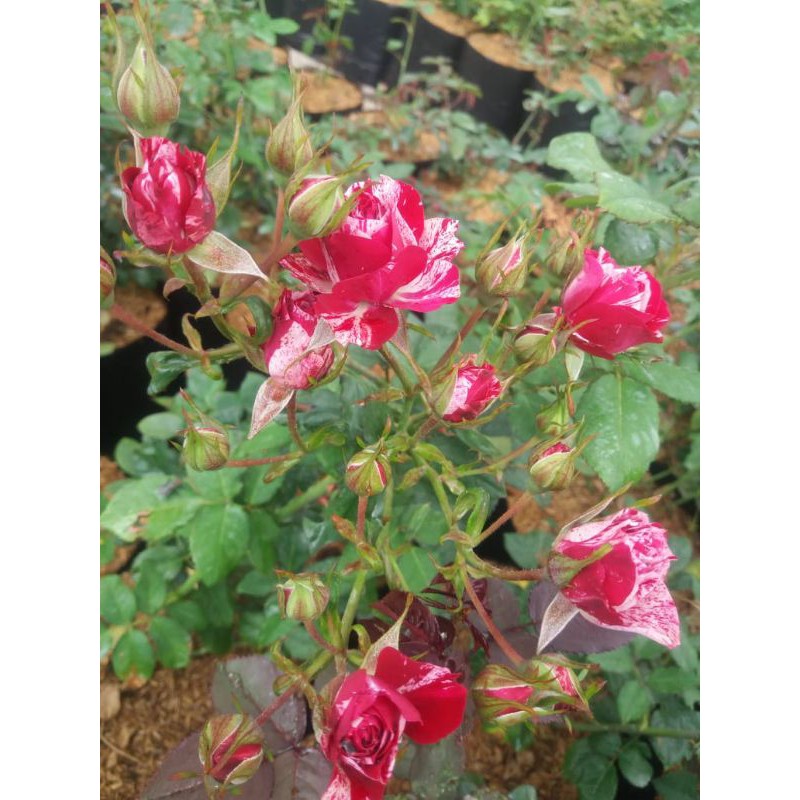 plant mawar spray batik/mawar floribunda batik