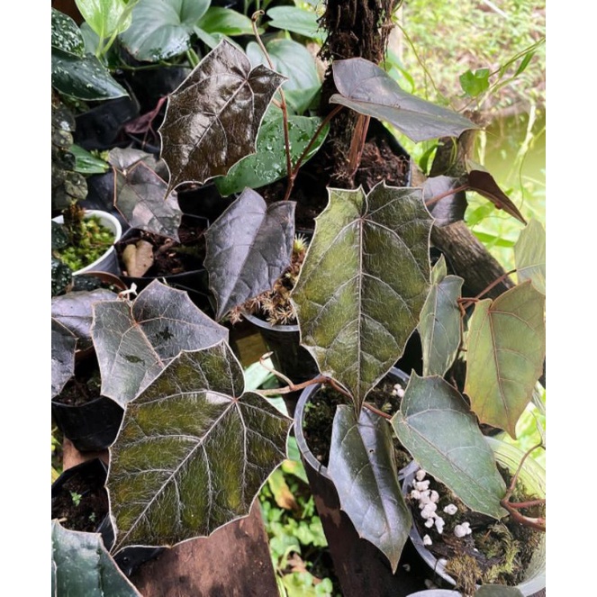 piper_batman original produk