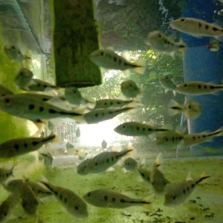 

BESTSELLER ikan pbass mono