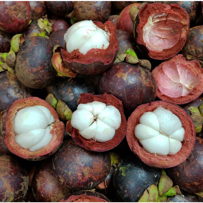 

BUAH MANGGIS SUPER FRESH PANEN KEBUN