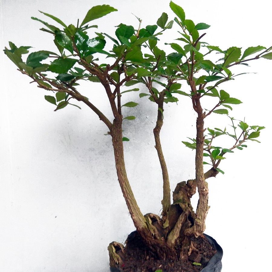 Bonsai Bonsae Teh-Tehan Tanaman Pembatas Pagar Hias Pohon 001