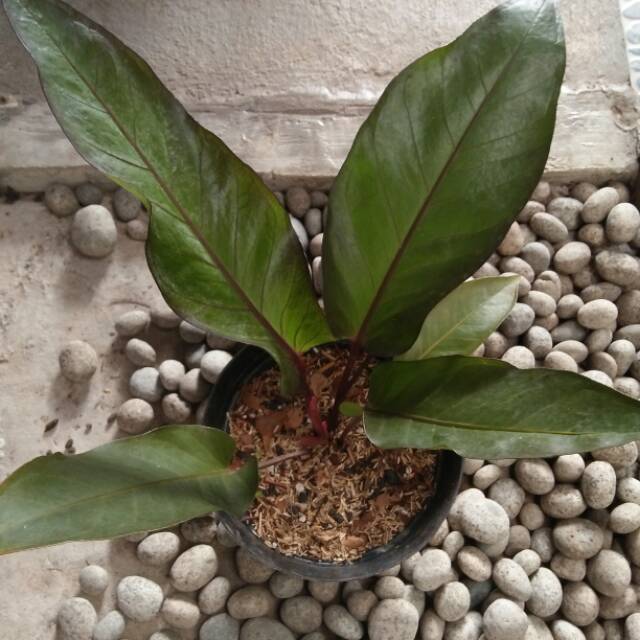 Anturium black beuty