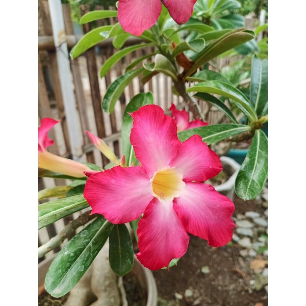 Adenium Pohon Besar Kamboja Jepang Bunga Adenium Pink