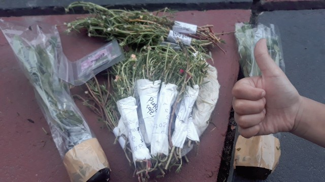 Moserore Irin Carnation Thailad