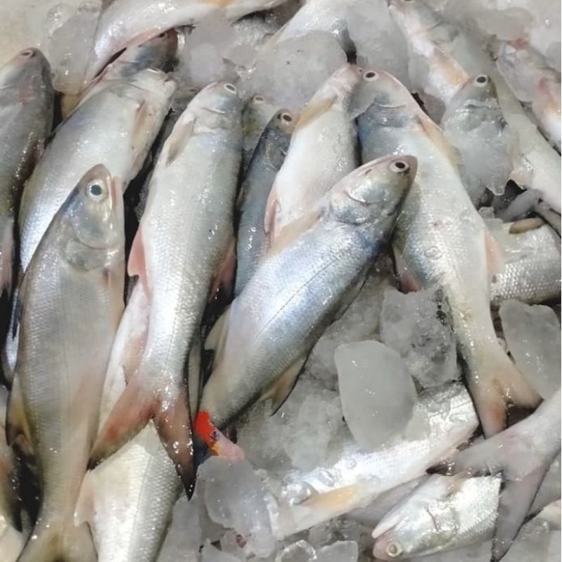 

ikan kuro/senangi segar dan fresh 500gr