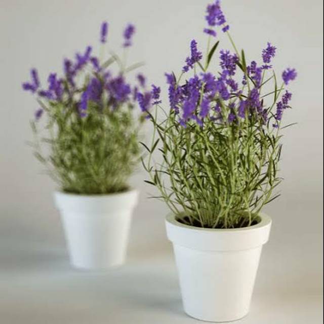 tanaman lavender pengusir nyamuk - bunga lavender - pengusir nyamuk