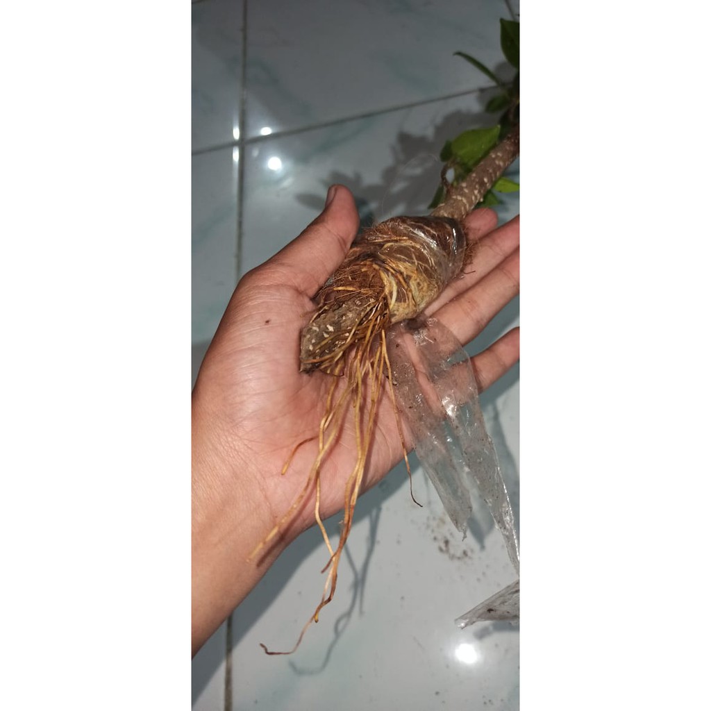 Cangkok pohon kimeng besar tusuk sate full pucuk/cangkok kimeng murah