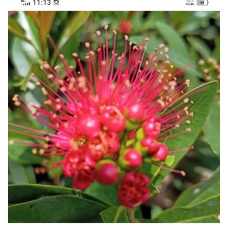 bunga Santos lemon merah tinggi