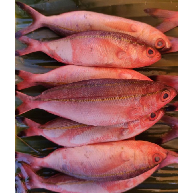 

ikan merah sinrili segar pasar online makassar