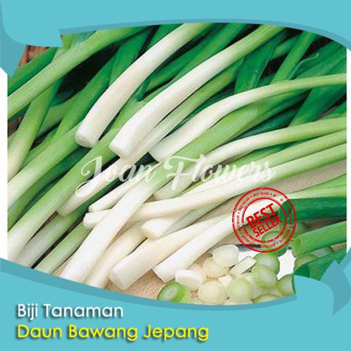 Bibit Tanaman Daun Bawang Jepang Onion Spring Ishikura Benih Bibit Tanaman Hias Untuk Dekorasi Rumah