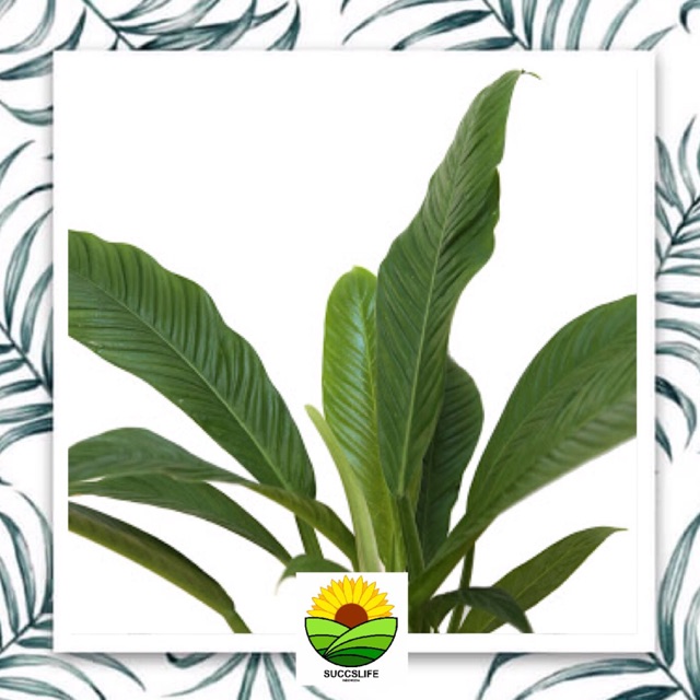 tanaman indoor philodendron lynette / linet