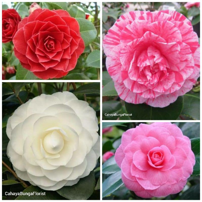 Bunga Camelia - Bibit Tanaman Camelia
