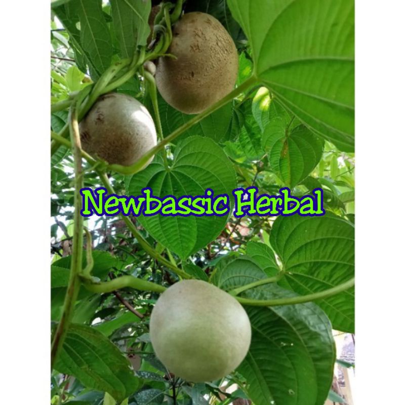 

buah kentang gantung fresh 1kg