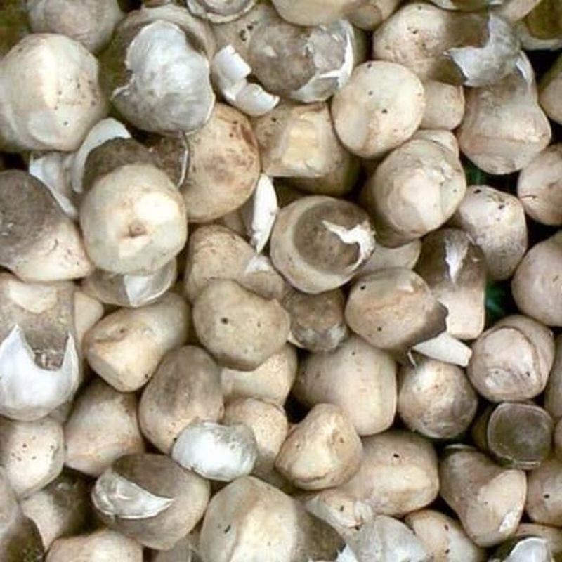 

jamur merang segar