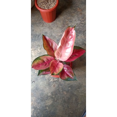 aglaonema suksom jumbo