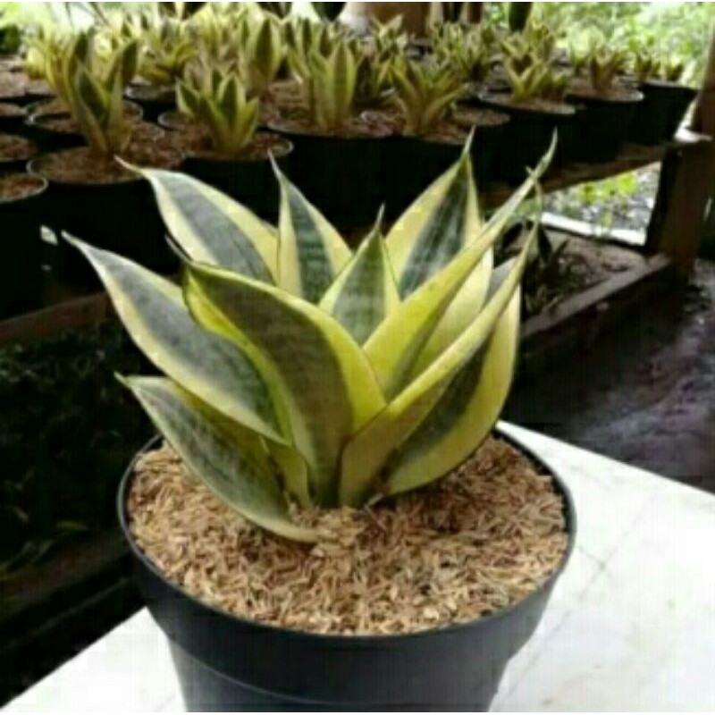 Tanaman hias sensivera golden mini Tanaman sensivera golden