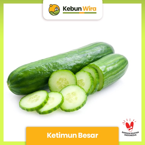 

Ketimun Besar | Cucumber