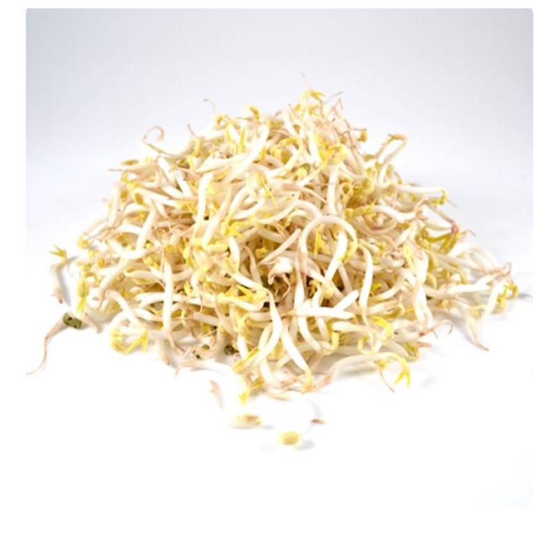 

Tauge Segar / Toge Segar