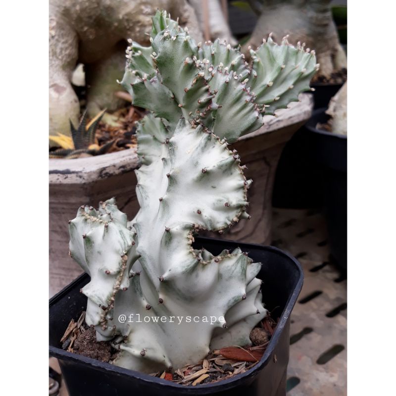 kaktus euphorbia lactea silver cristata