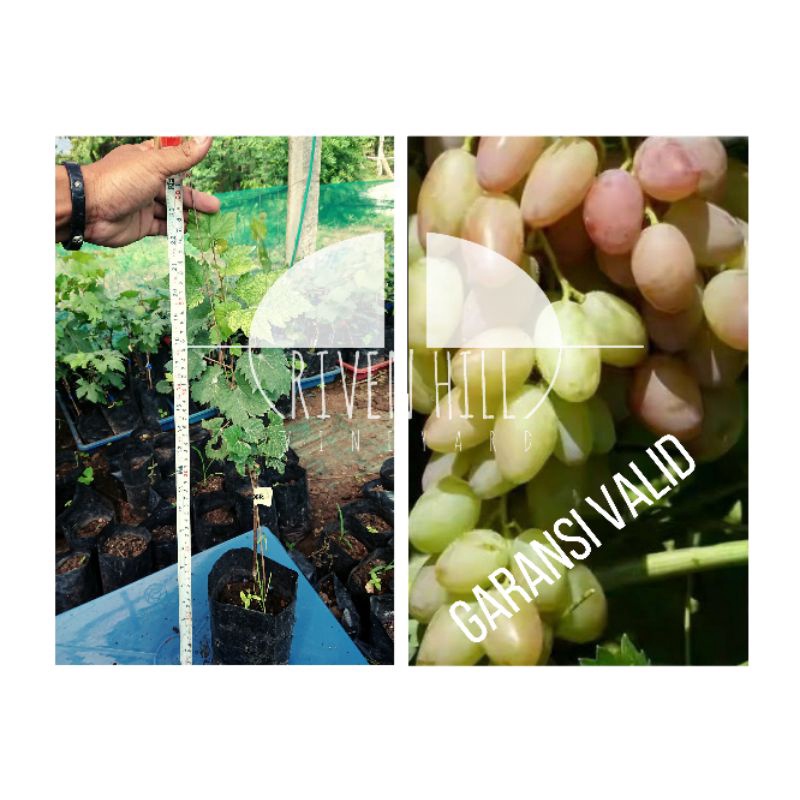 BIBIT ANGGUR IMPORT LEADER DENGAN ROOTSTOCK KOBER5BB