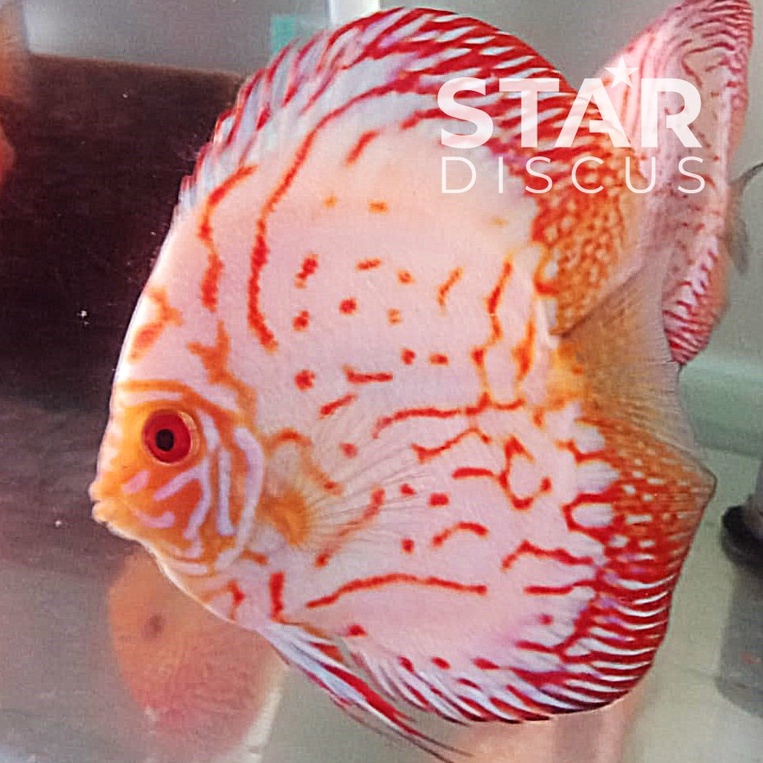 Discus White Pigeon Hi-body & Hi-fin 4 inch (-) jantan
