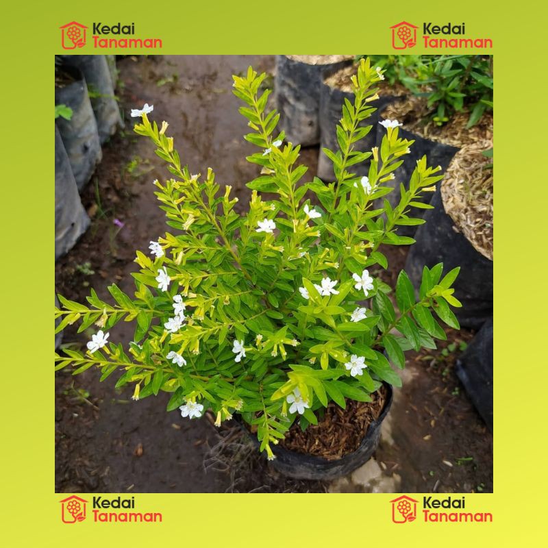 ID TANAMAN BUNGA TAIWAN TERMAHAL SEDUNIA - TANAMAN HIAS BUNGA TAIWAN BEAUTY