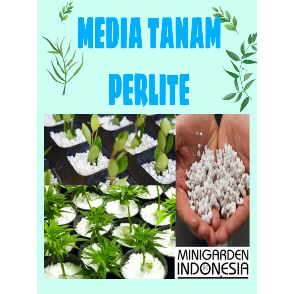 MEDIA TANAM HIDROPONIK PERLITE 250 GRAM import jepang 3 - 8 mm media sekulen kaktus telur reptil