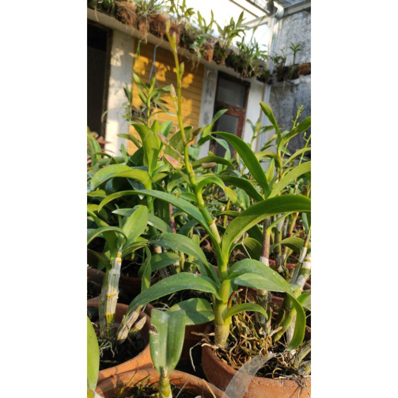 Paket Dendrobium Spike