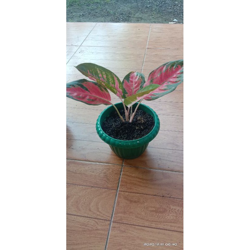 Tanaman hias Bunga/Kembang aglonema red kochin