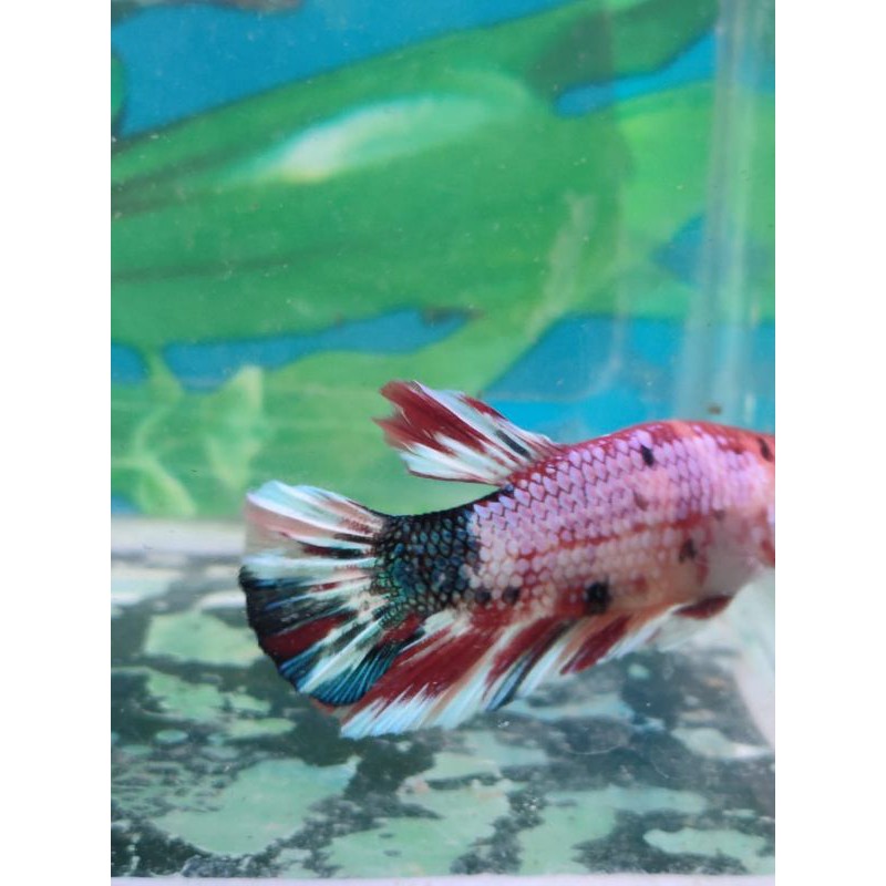

CUPANG MULTICOLER
