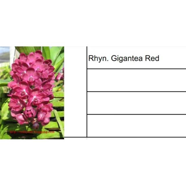 Anggek vanda dewasa siap berbungga gigantea red