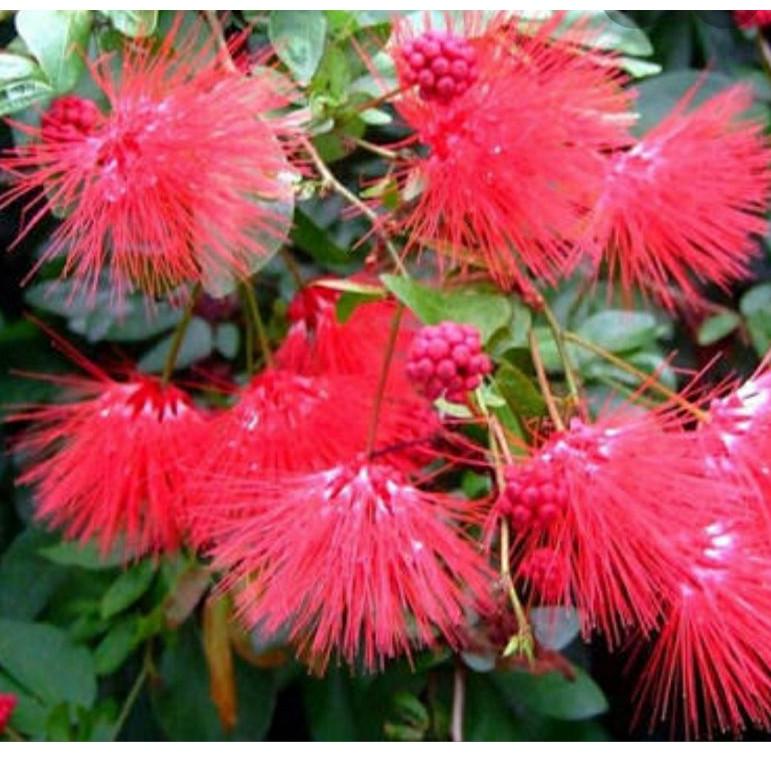 bibit tanaman bunga kaliandra/lusiana besar [KPN.09Ma22a]