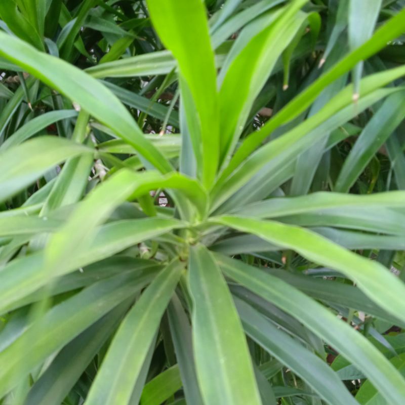 

Daun Suji Pewarna makanan Alami @ 25 gr