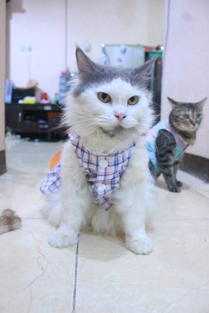 Dress kotak-kotak biru putih untuk kucing &amp; anjing /Jual Baju Kucing Terlengkap Murah size S-XL