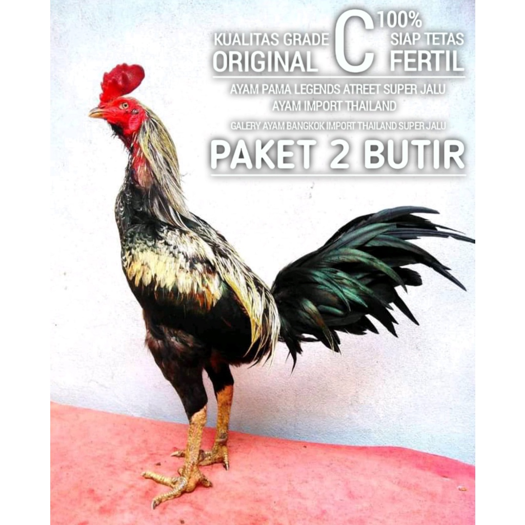 jual ayam bangkok asli thailand