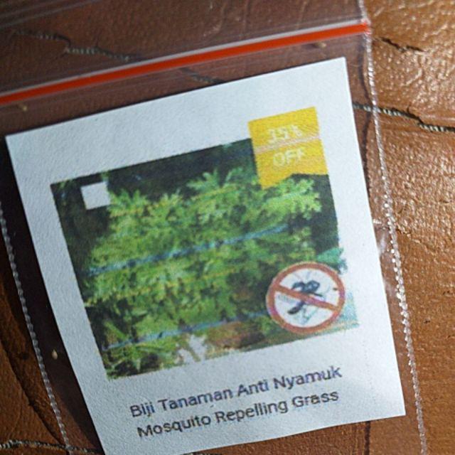 Biji Tanaman Anti Nyamuk Mosquito Repelling Grass