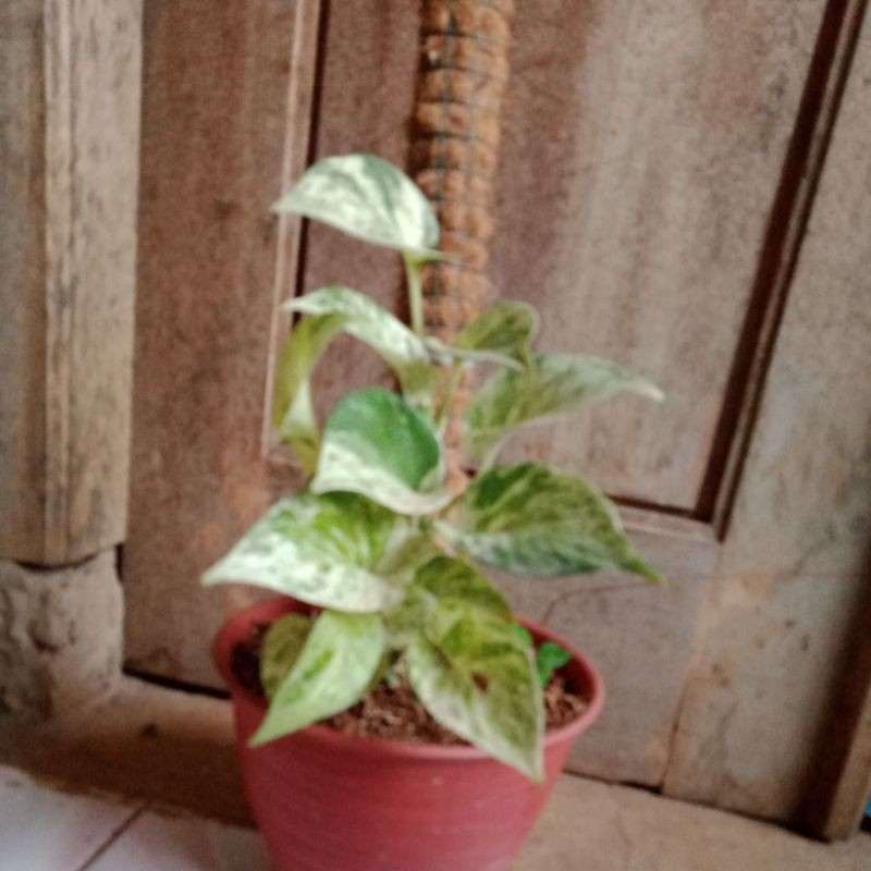 tanaman sirih gading+turus 30cm+pot