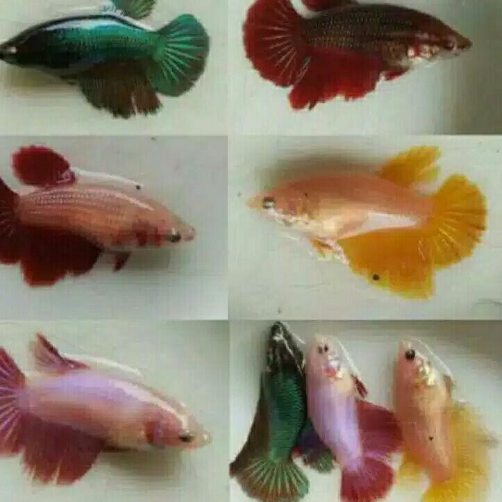 

Stok Banyak JVS betta fish famale cupang halfmon betina dapat 4 ekor random ST Promo｀