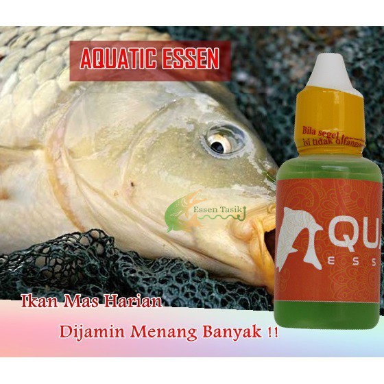 Aquatic Essen Ikan Mas Harian | Oplosan Essen Paling Ampuh