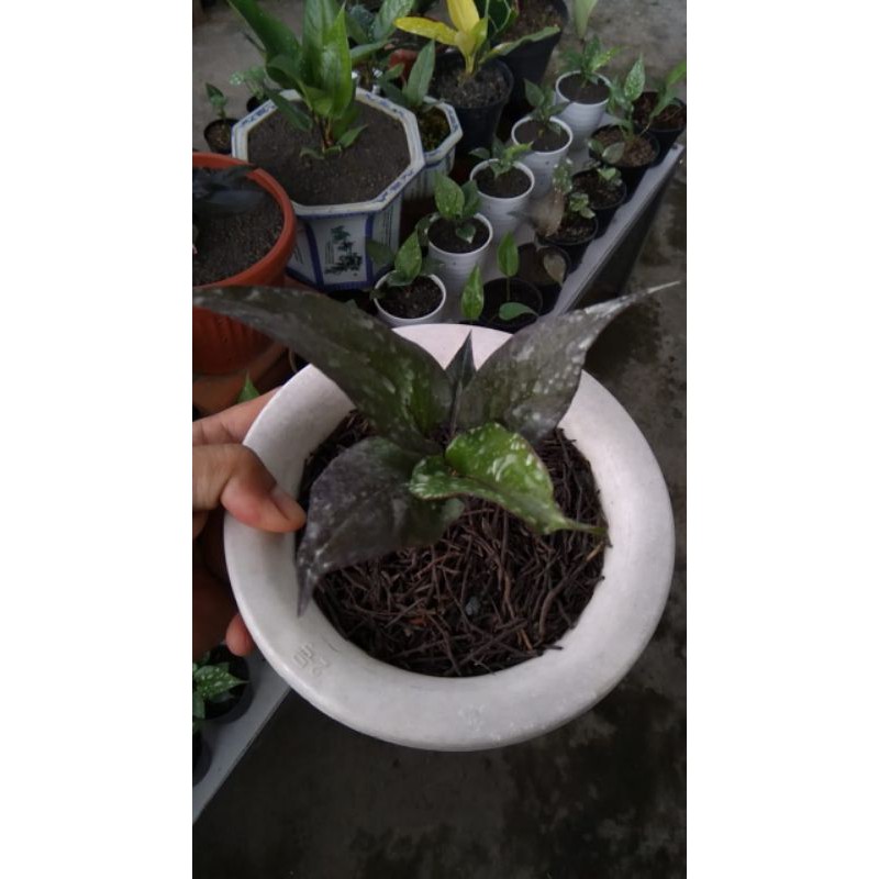 Anthurium Burgundy Remaja